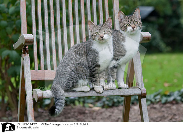 2 Hauskatzen / 2 domestic cats / NN-01427