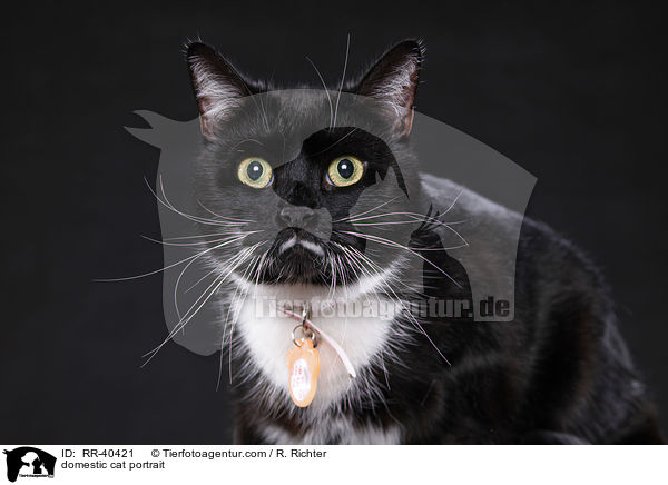 Hauskatze Portrait / domestic cat portrait / RR-40421