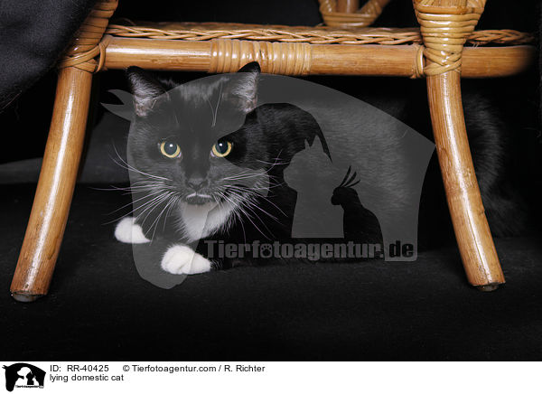liegende Hauskatze / lying domestic cat / RR-40425
