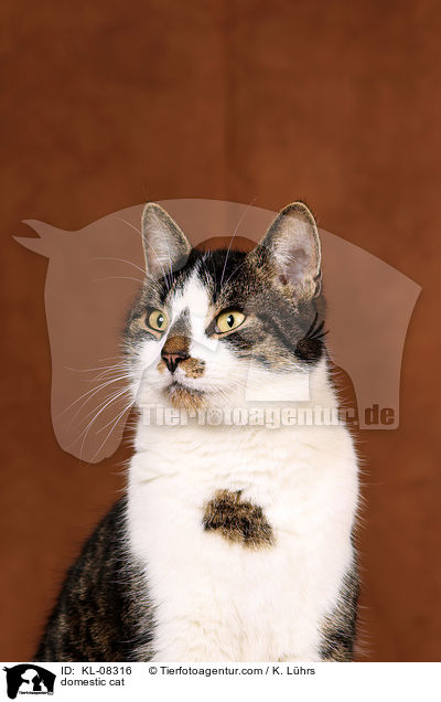 domestic cat / KL-08316