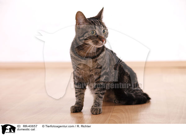 Hauskatze / domestic cat / RR-40657