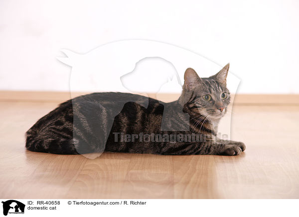 Hauskatze / domestic cat / RR-40658