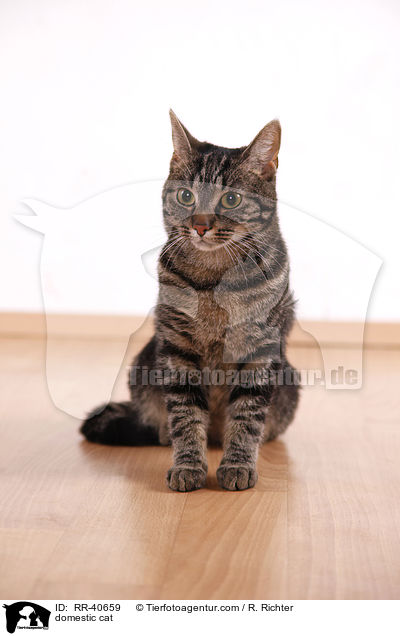 Hauskatze / domestic cat / RR-40659
