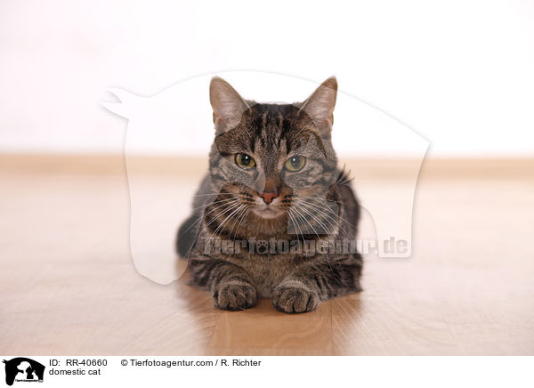 domestic cat / RR-40660