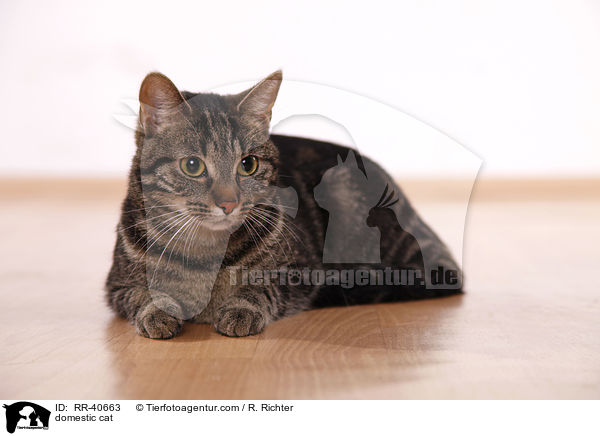 Hauskatze / domestic cat / RR-40663
