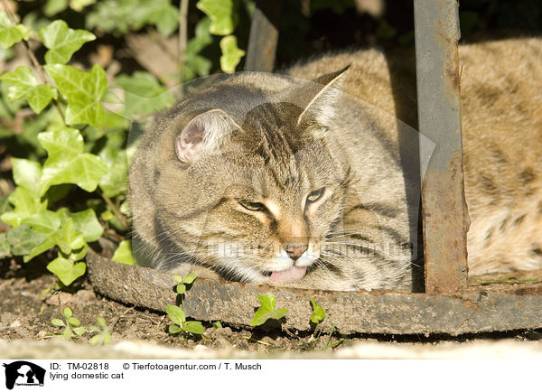 liegende Hauskatze / lying domestic cat / TM-02818