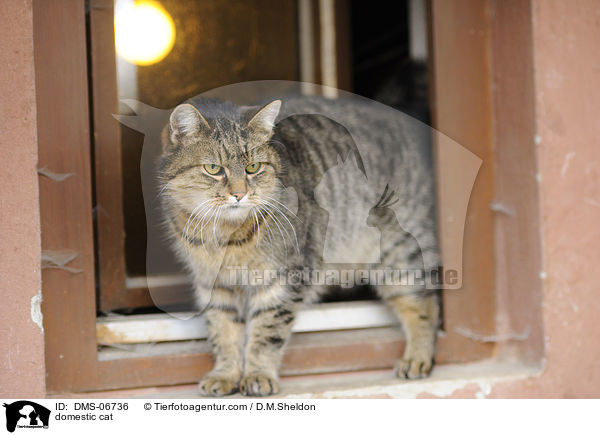 Hauskatze / domestic cat / DMS-06736