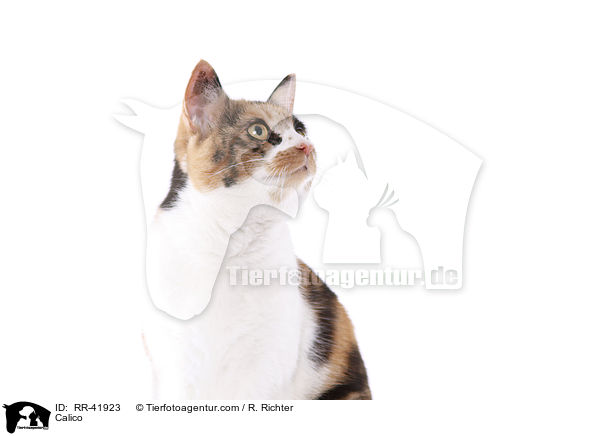 Glckskatze / Calico / RR-41923