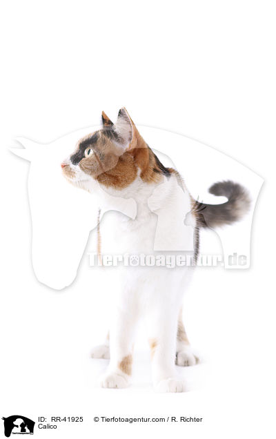 Glckskatze / Calico / RR-41925