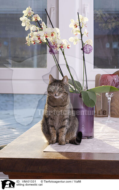 sitting domestic cat / VM-01331