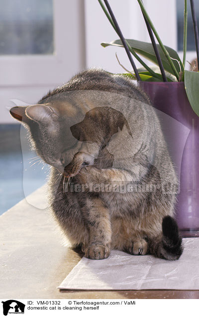 domestic cat is cleaning herself / VM-01332