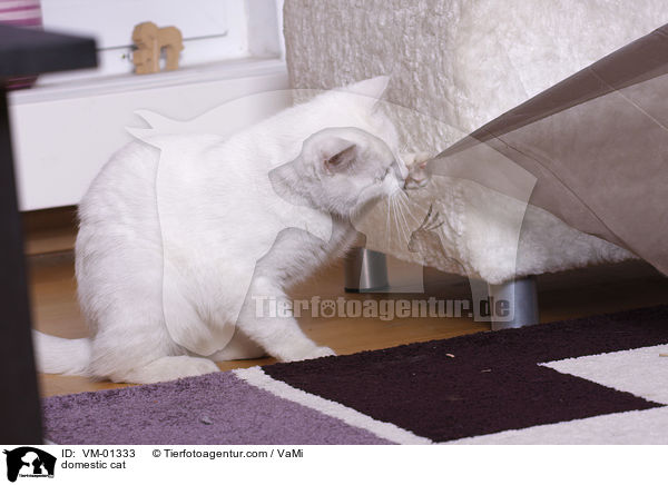 Hauskatze / domestic cat / VM-01333