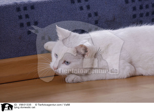 lying domestic cat / VM-01335