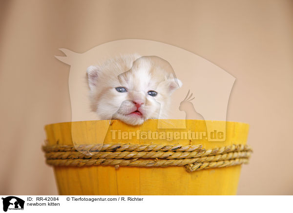 neugeborenes Hausktzchen / newborn kitten / RR-42084