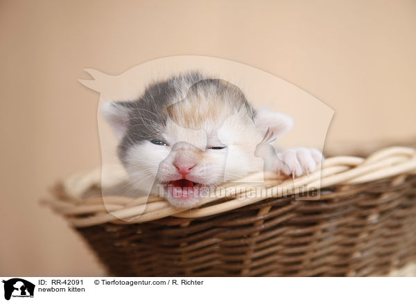 newborn kitten / RR-42091