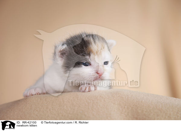 neugeborenes Hausktzchen / newborn kitten / RR-42100