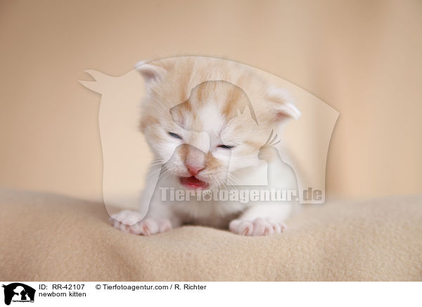 neugeborenes Hausk�tzchen / newborn kitten / RR-42107