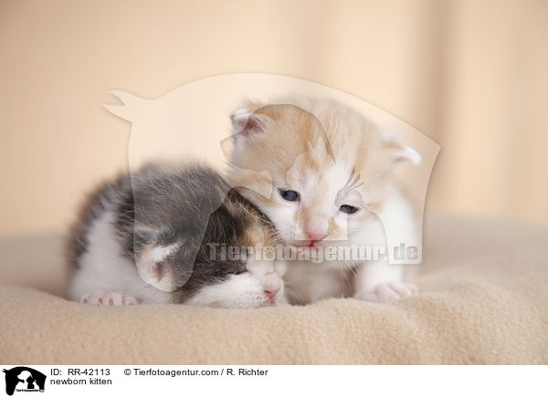 newborn kitten / RR-42113