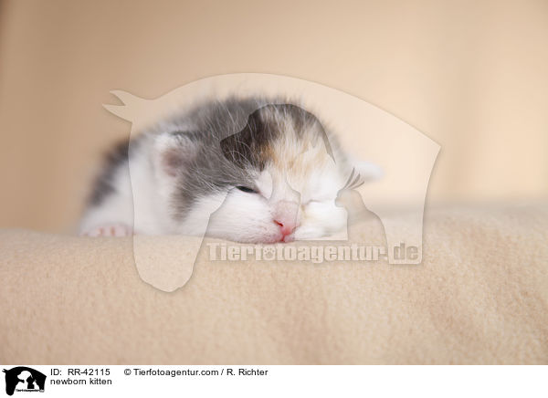 newborn kitten / RR-42115