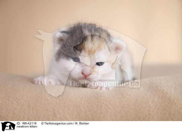 neugeborenes Hausktzchen / newborn kitten / RR-42116