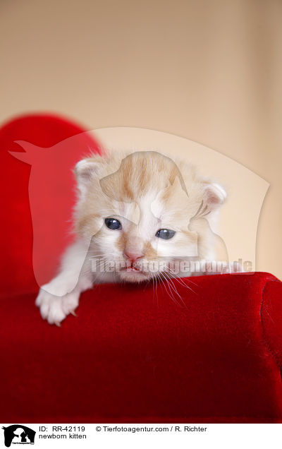 neugeborenes Hausktzchen / newborn kitten / RR-42119