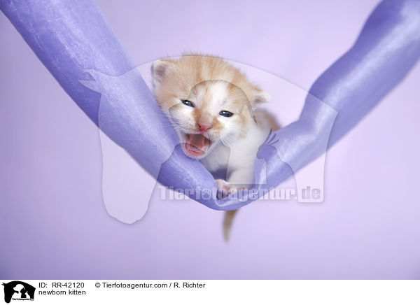 neugeborenes Hausk�tzchen / newborn kitten / RR-42120
