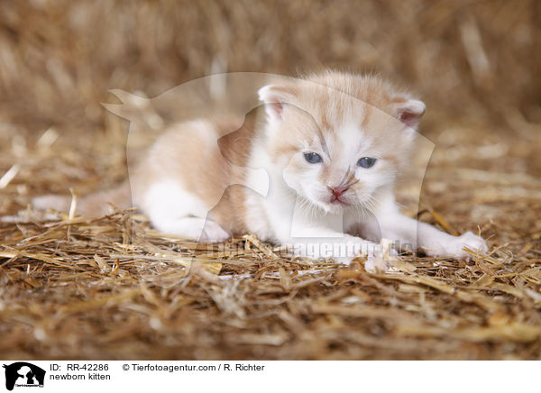 newborn kitten / RR-42286
