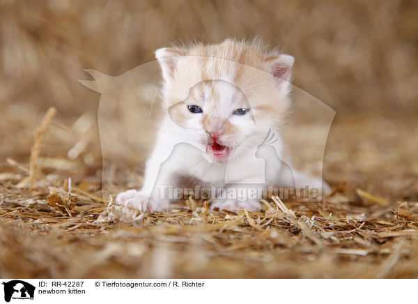 neugeborenes Hausktzchen / newborn kitten / RR-42287