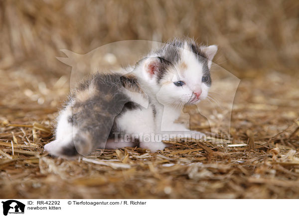 newborn kitten / RR-42292