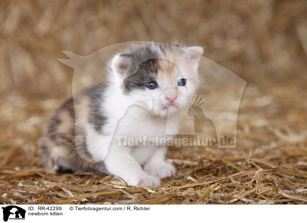 newborn kitten / RR-42299