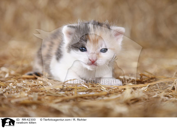 neugeborenes Hausktzchen / newborn kitten / RR-42300