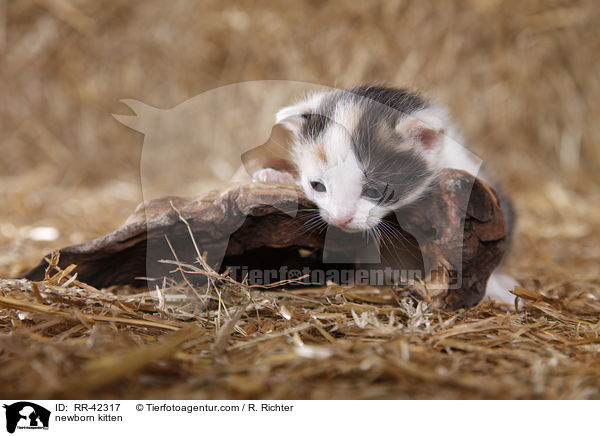 neugeborenes Hausktzchen / newborn kitten / RR-42317
