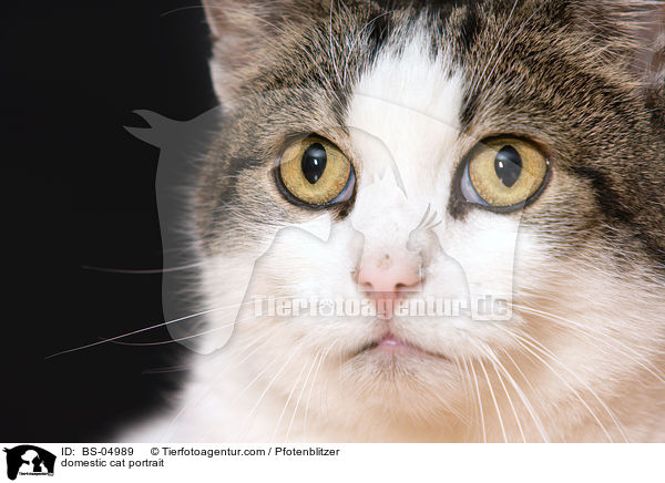 domestic cat portrait / BS-04989