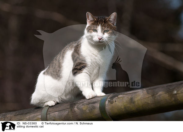 sitting domestic cat / NS-03360