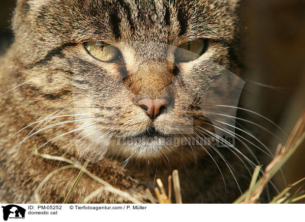domestic cat / PM-05252