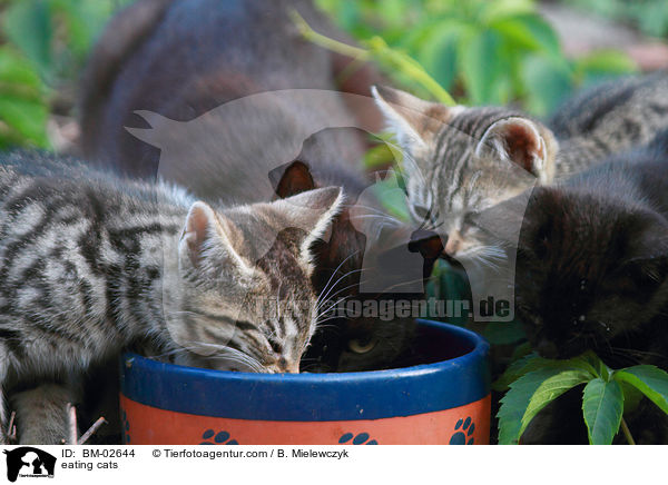 fressende Katzen / eating cats / BM-02644