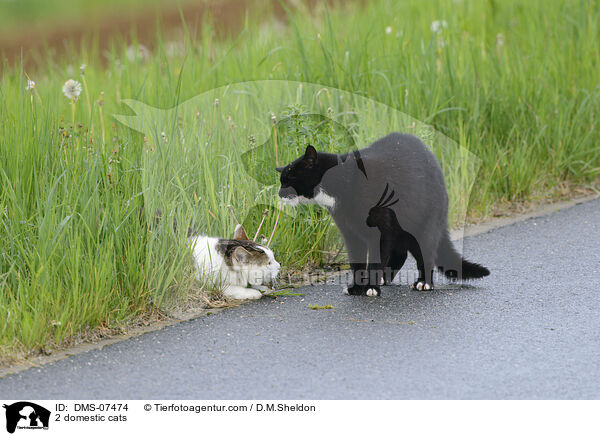 2 Hauskatzen / 2 domestic cats / DMS-07474