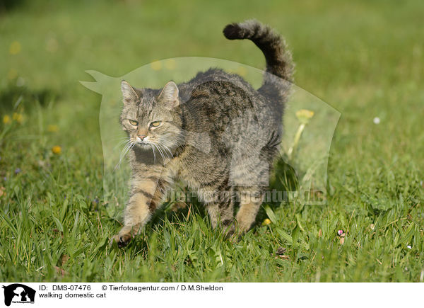 laufende Hauskatze / walking domestic cat / DMS-07476