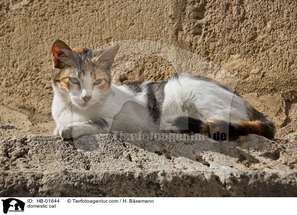 Hauskatze / domestic cat / HB-01644