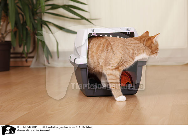 Hauskatze in Transportbox / domestic cat in kennel / RR-46801