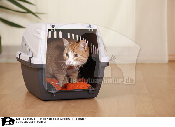 Hauskatze in Transportbox / domestic cat in kennel / RR-46806