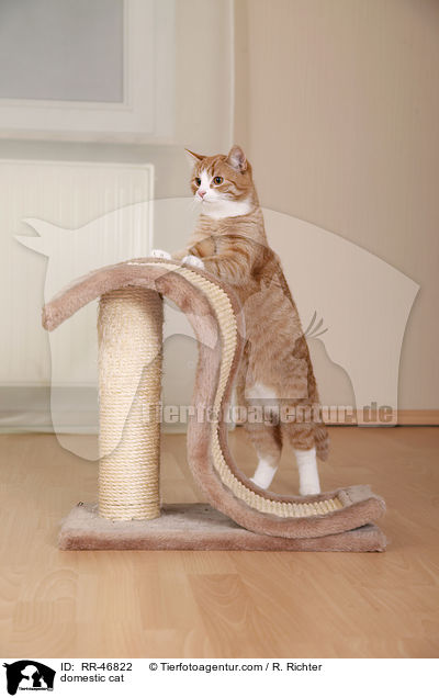Hauskatze / domestic cat / RR-46822