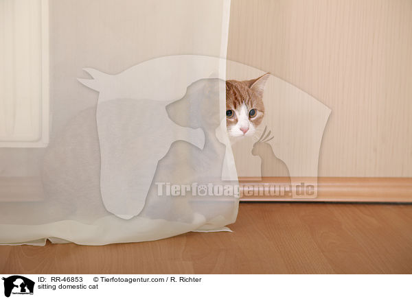 sitzende Hauskatze / sitting domestic cat / RR-46853