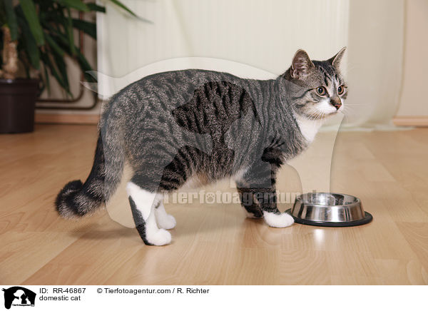 Hauskatze / domestic cat / RR-46867
