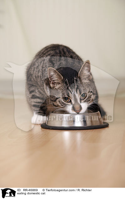 fressende Hauskatze / eating domestic cat / RR-46869