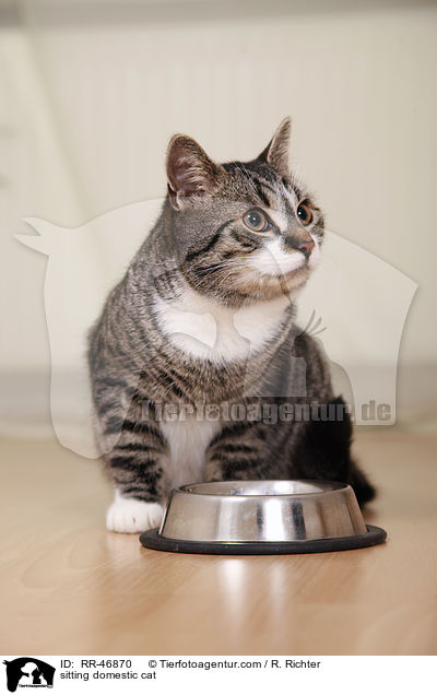 sitzende Hauskatze / sitting domestic cat / RR-46870