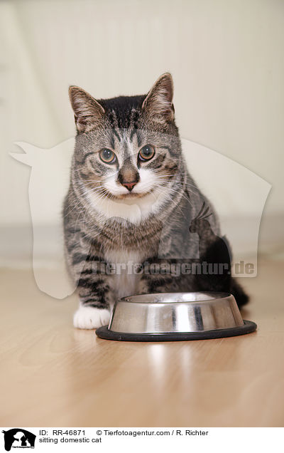 sitzende Hauskatze / sitting domestic cat / RR-46871