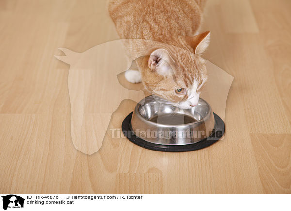 trinkende Hauskatze / drinking domestic cat / RR-46876