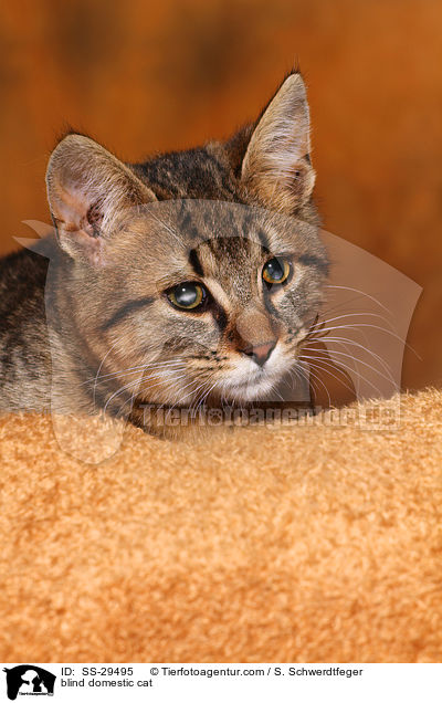 blinde Katze / blind domestic cat / SS-29495