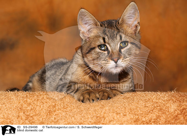 blinde Katze / blind domestic cat / SS-29496